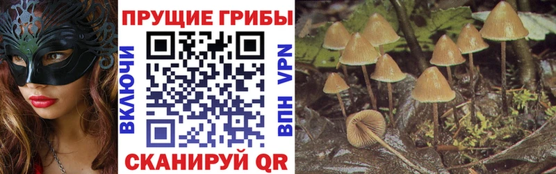 Купить  Кирово-Чепецк  Галлюциногенные грибы Cubensis 